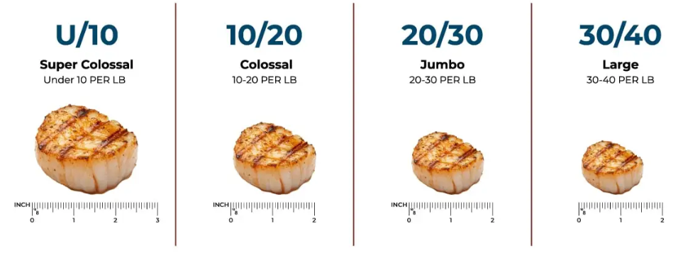 SEA HARVEST SHARK BAY AUSTRALIA FROZEN SCALLOP 10/20 (1 KG)