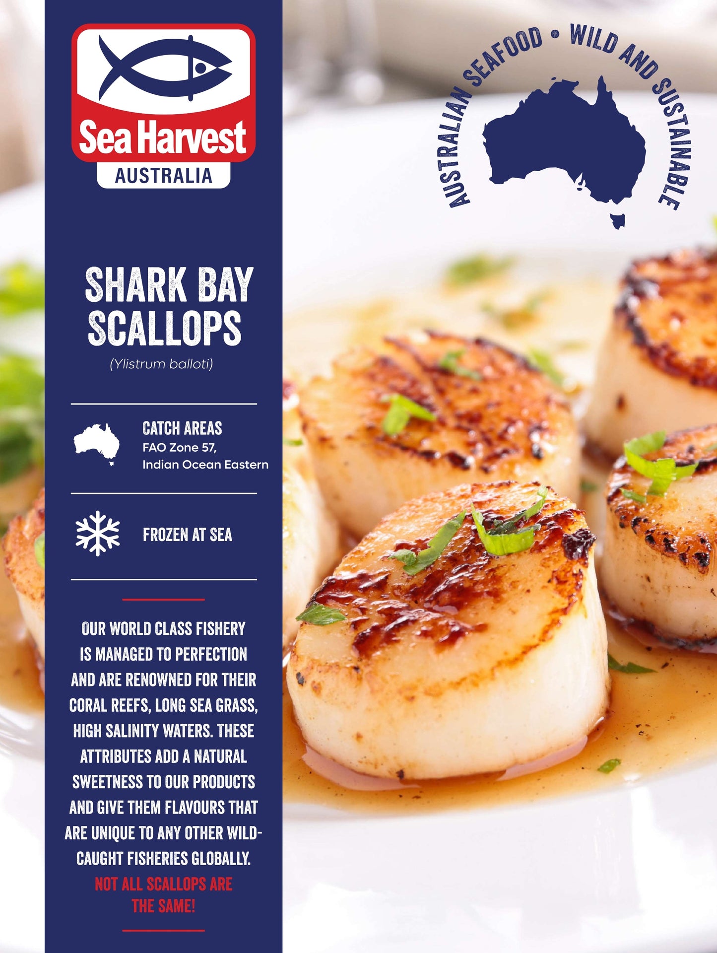 SEA HARVEST SHARK BAY AUSTRALIA FROZEN SCALLOP 10/20 (1 KG)