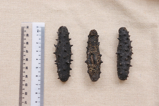 (80 PCS) FUJIAN PRICKLY SEA CUCUMBER